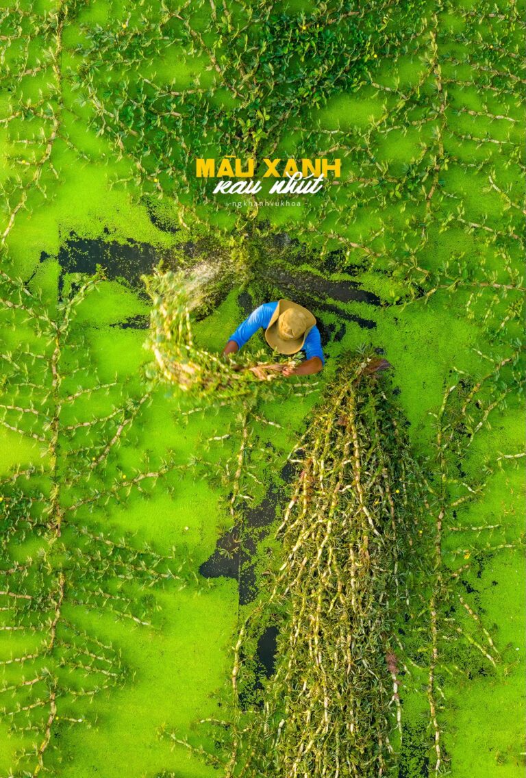 Cánh đồng rau nhút xanh mướt mắt như tấm thảm khổng lồ ở TPHCM